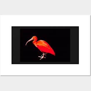 Scarlet ibis on a black background Posters and Art